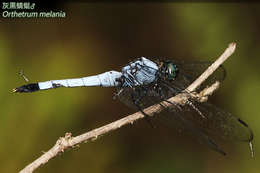 Image of Blue-tailed Forest Hawk