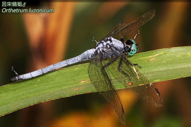 Image of Skimmers (Dragonflies)