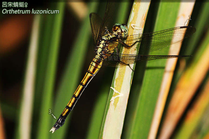 Image of Skimmers (Dragonflies)