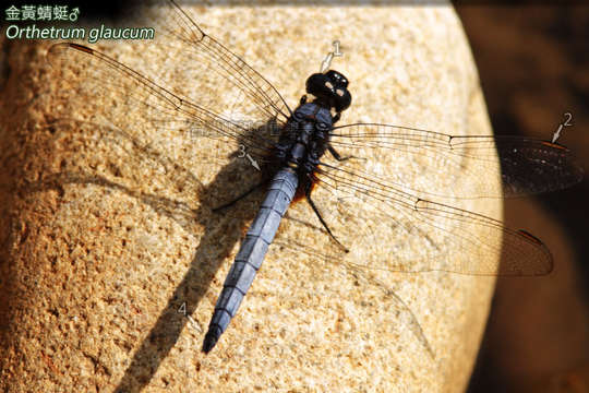 Image of Skimmers (Dragonflies)