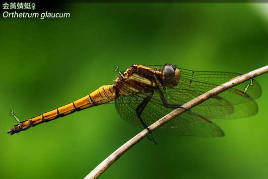 Image of Skimmers (Dragonflies)