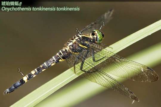 Onychothemis Brauer 1868 resmi