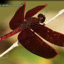 Imagem de Neurothemis ramburii (Kaup ex Brauer 1866)