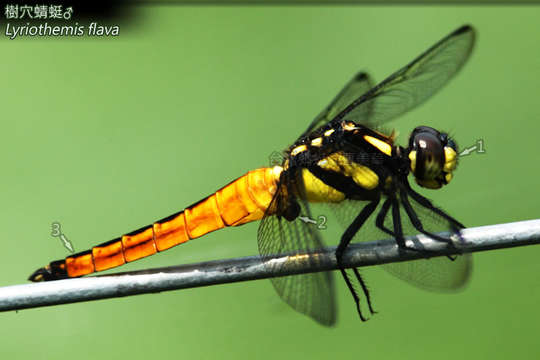 Image de Lyriothemis tricolor Ris 1916