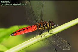 Imagem de Lyriothemis elegantissima Selys 1883