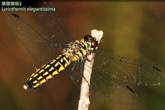 Imagem de Lyriothemis elegantissima Selys 1883