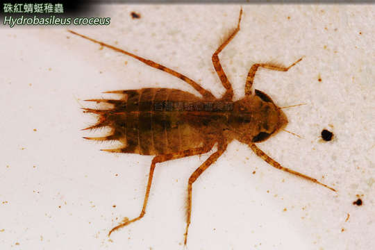 Image of Hydrobasileus Kirby 1889