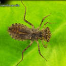 Image of Ptereleotridae