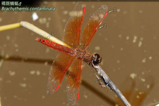 Imagem de Brachythemis Brauer 1868