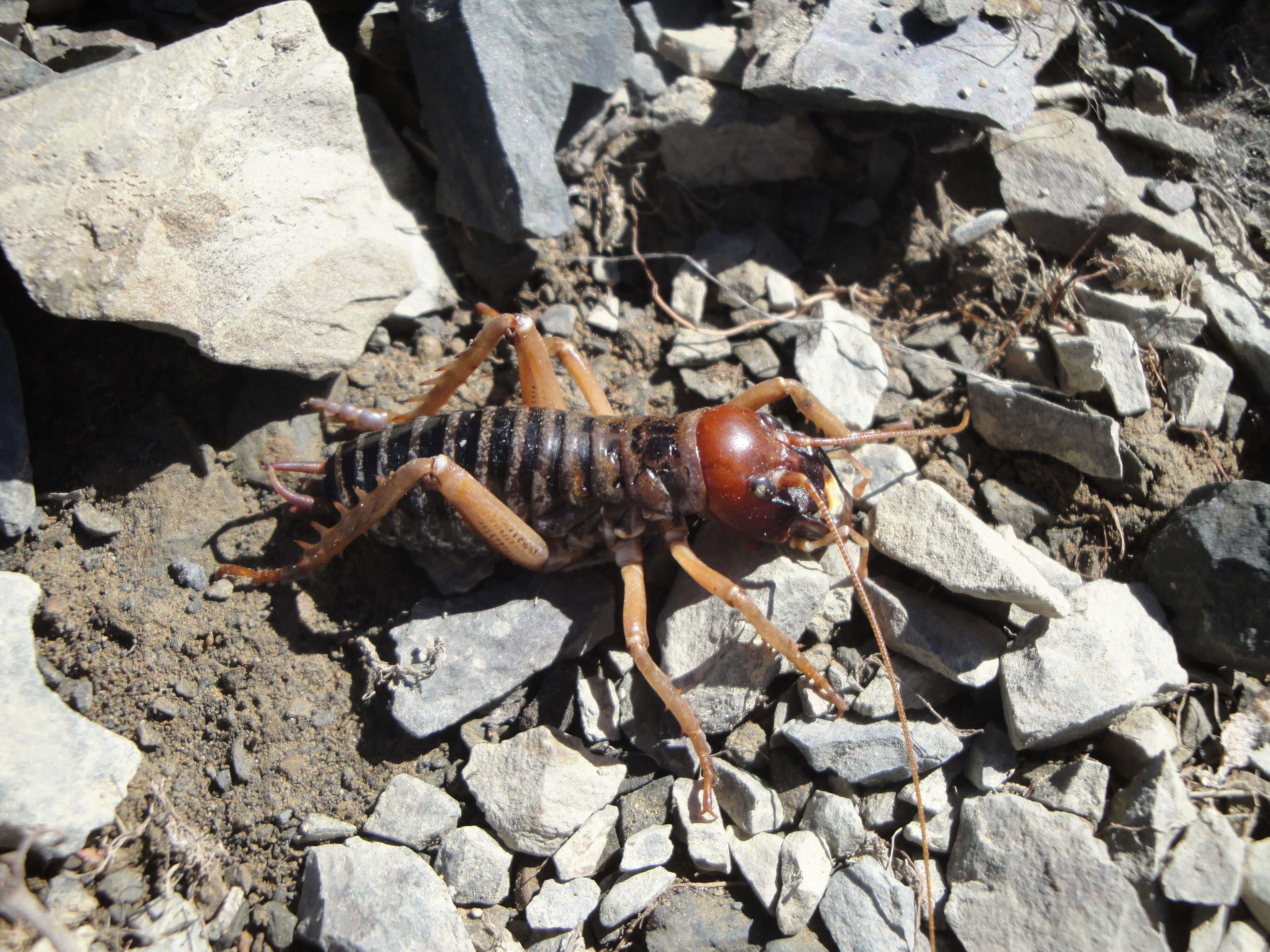 Image of mountain stone weta