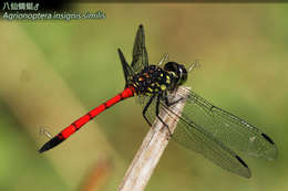 Image de <i>Agrionoptera insignis similis</i>