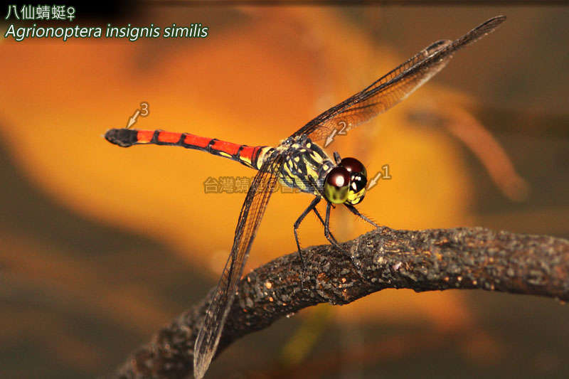 Image de <i>Agrionoptera insignis similis</i>