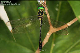 Image of Macromidia Martin 1907