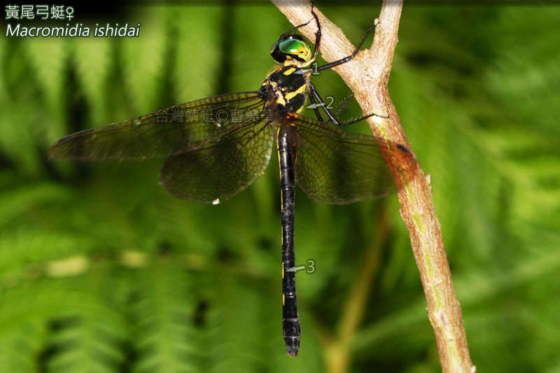 Image of Macromidia Martin 1907