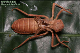 Image of Macromidia Martin 1907