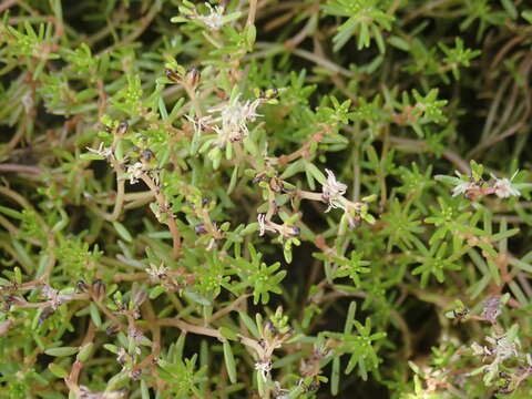 صورة Myriophyllum implicatum A. E. Orchard