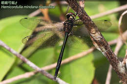 Image of Hemicordulia Selys 1870