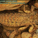 Image of <i>Sinorogomphus suzukii</i>