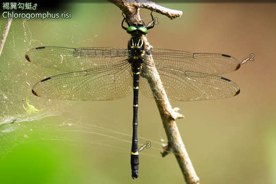 Plancia ëd Chlorogomphus Selys 1854