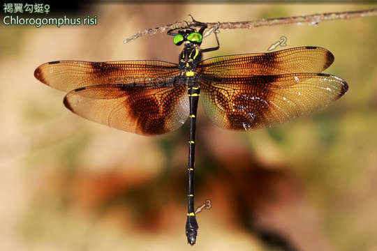 Image of Chlorogomphus Selys 1854