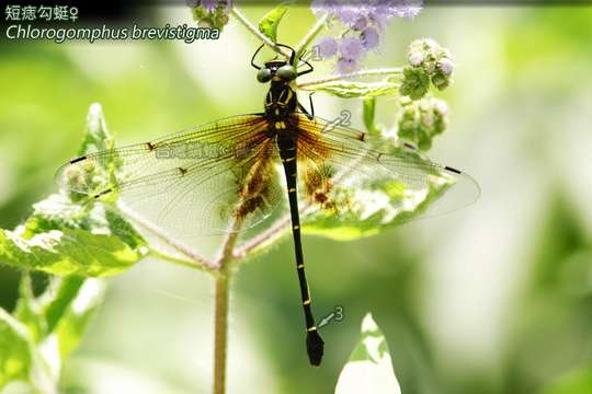 Image of Chlorogomphus Selys 1854