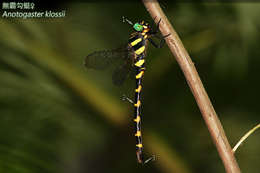 Image of spiketails