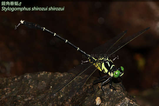 صورة <i>Stylogomphus <i>shirozui</i></i> shirozui