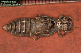 Image of Least Clubtails