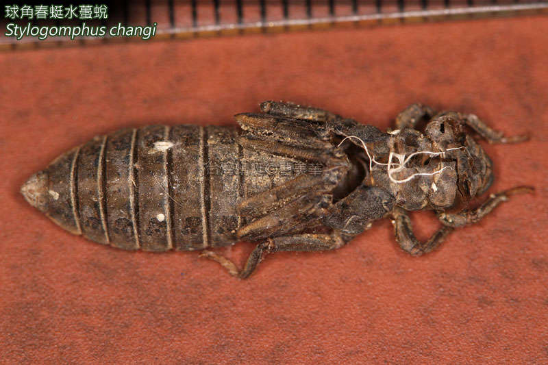 Image of Least Clubtails