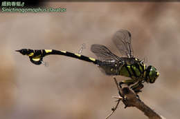 صورة Sinictinogomphus Fraser 1939