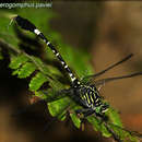 Image of Merogomphus pavici Martin 1904