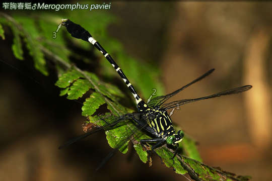 Image of Merogomphus Martin 1904