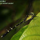 Imagem de <i>Leptogomphus <i>sauteri</i></i> sauteri