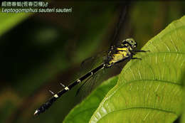 Image of <i>Leptogomphus <i>sauteri</i></i> sauteri