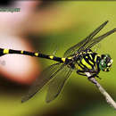 Image of common clubtail
