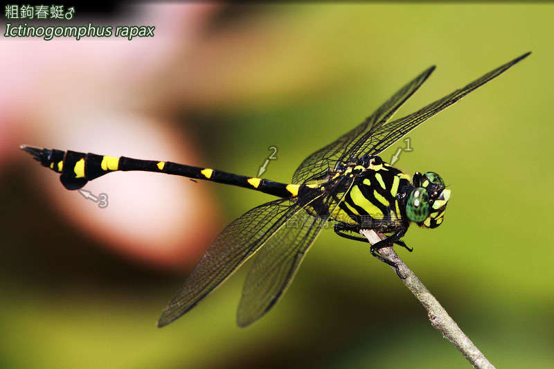 Image of Ictinogomphus Cowley 1934