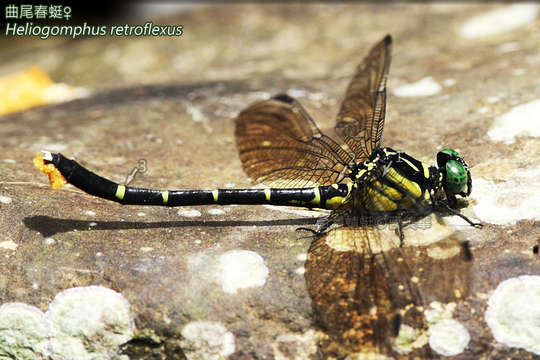 Image of Heliogomphus Laidlaw 1922