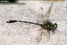 Image of Burmagomphus Williamson 1907