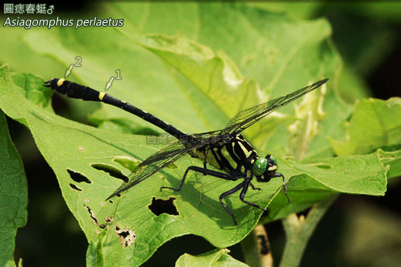 Image of Asiagomphus Asahina 1985