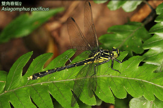 Image of Asiagomphus Asahina 1985