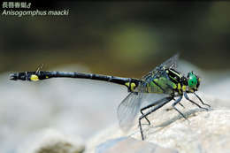 صورة Anisogomphus Selys 1858