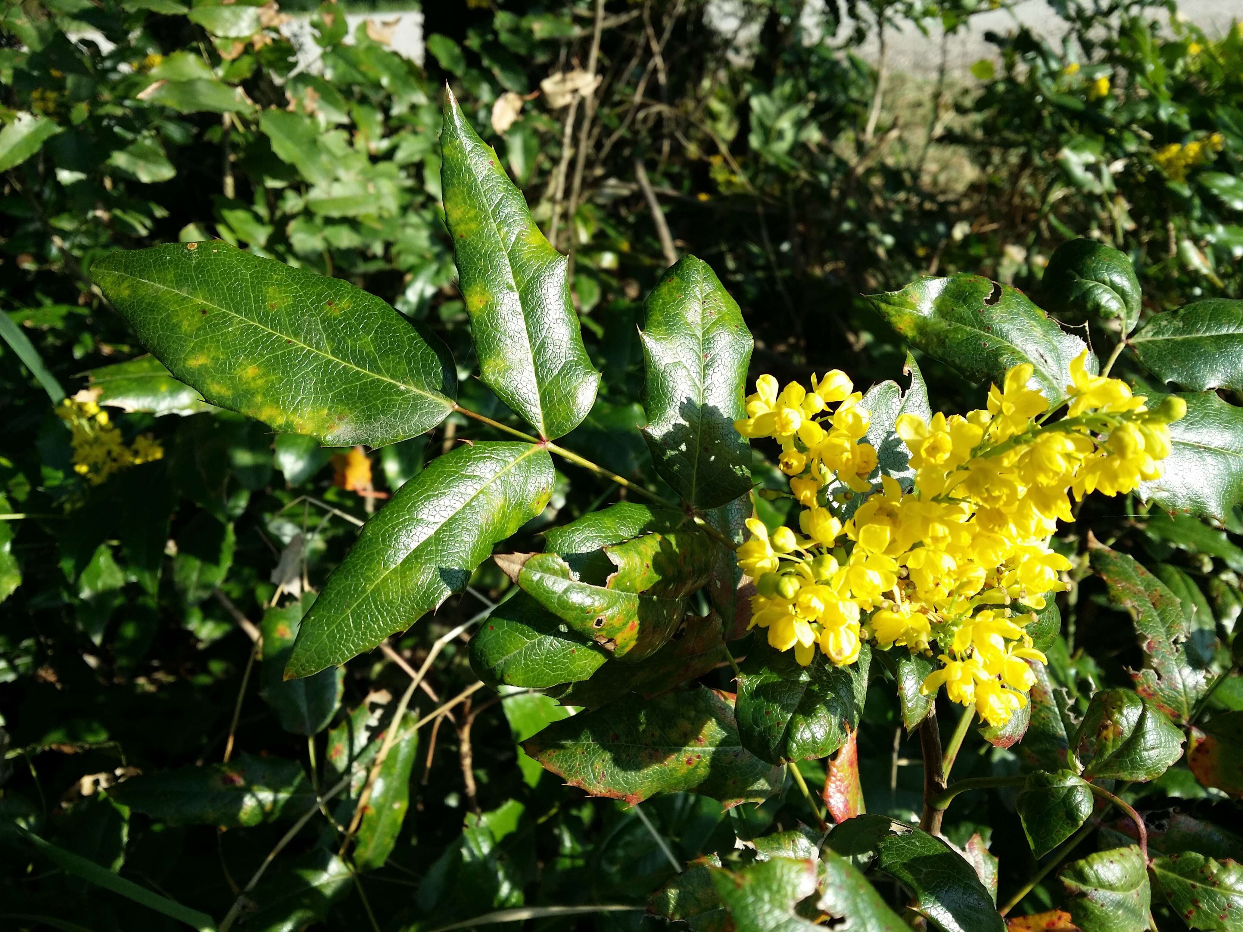 Image of Hollyleaved barberry