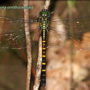 Image of Polycanthagyna ornithocephala (McLachlan 1896)