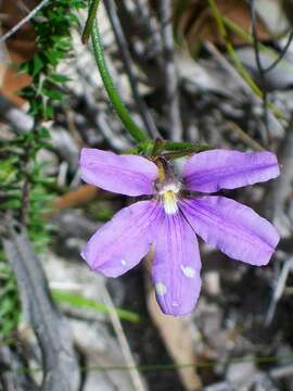 Image of Scaevola ramosissima (Smith) K. Krause