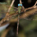 Image of Small Duskhawker