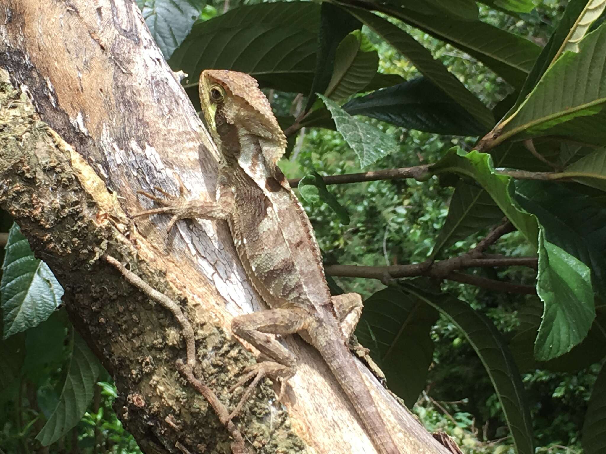 Image of Keeled Helmeted Basilisk