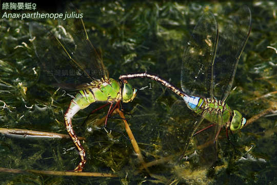 Image of Bathysauroidae