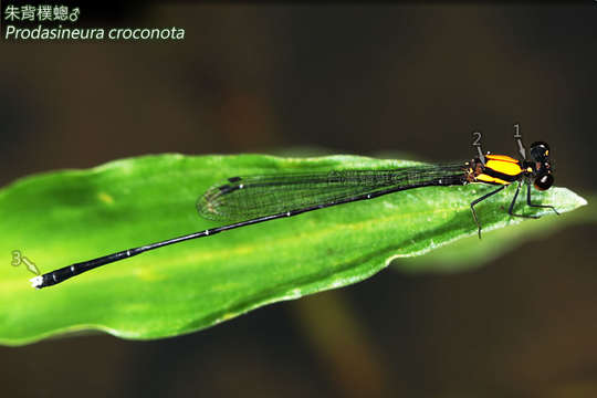 Image of Prodasineura croconota (Ris 1916)