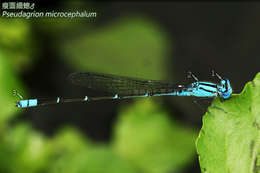 Image of Pseudagrion Selys 1876