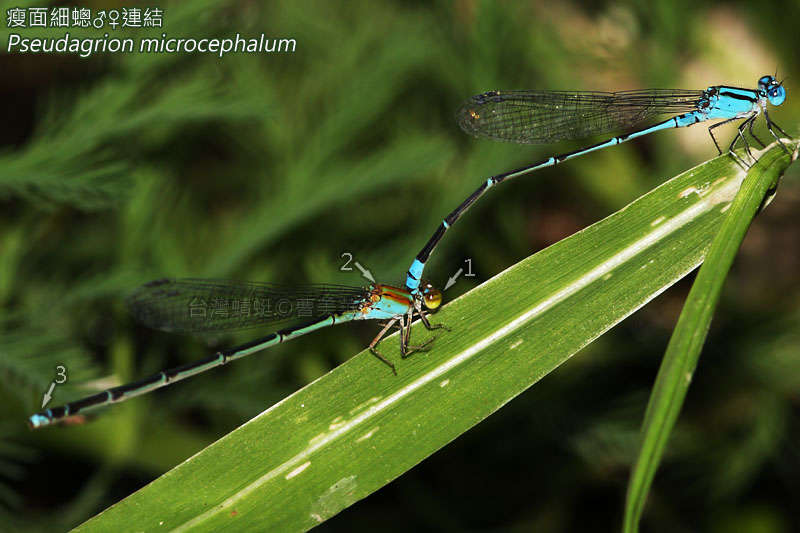 Image of Pseudagrion Selys 1876